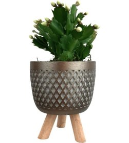 Resim Ayaklı Gold Saksıda Beyaz Yılbaşı Çiçeği 