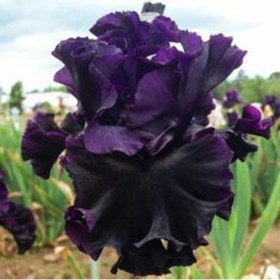 Resim 2 Adet Black Iris (Süsen) Germenica Çiçek Soğanı - ADAFDN0242 