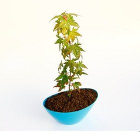 Resim Bonsai Japon Akçaağacı N11.138 