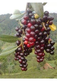 Resim 2 Yaşında Karayemiş Fidanı Prunus Laurocerasus Sağlıklı Ve Uz 