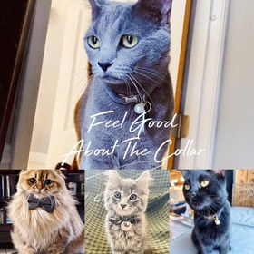 Resim Cat collar, cat collar with bell named Kadife 755153 - Gray LEASH / S/M 