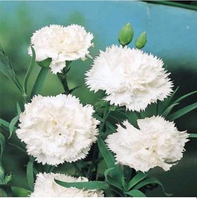Resim Chabaud White Katmerli Karanfil Çiçeği Tohumu 70 Adet 