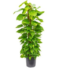 Resim Pathos – Salon Sarmaşığı (Bitki Destek Çubuklu) 60-80 cm 