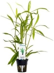 Resim Hygrophila Salicifolia Saksı Canlı Bitki 