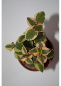 Resim Crassula Sarmentosa Variegata Sarkan Sukulent Tekli 5,5 Cm Saksıda 