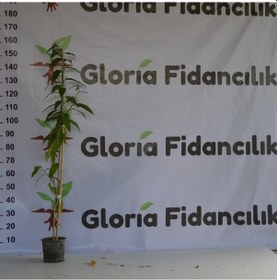 Resim 2 YAŞ SAKSIDA MELİSA KOLONYA ÇİÇEĞİ 110-150CM 