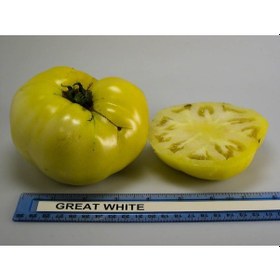 Resim Doğal Gelenekel Great White Domates Tohumu 20 Tohum 