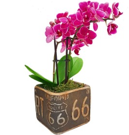 Resim çiçekseli Mini Mor Orkide Ithal Kare Seramik California Baskılı Saksıda Canlı Bitki Hediye &25-30cm 