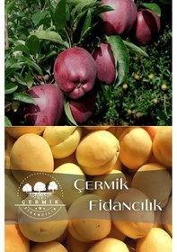 Resim 2 Çeşit Karışık Meyve Fidanı Kırmızı Elma Ve Malatya Kayısı 