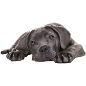 Resim Sones Stil 4 Küçük 3d Simülasyon Köpek Araba Çıkartmaları 