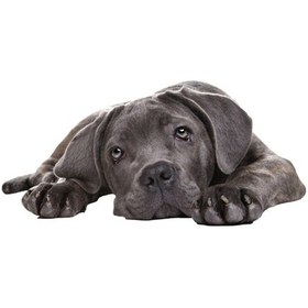 Resim Sones Stil 4 Küçük 3d Simülasyon Köpek Araba Çıkartmaları 