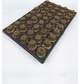 Resim Notocactus Summammulasus Toptan 45 Adet 1 Viyol 5.5 Cm Saksıda 