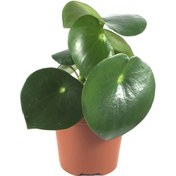 Resim Peperomia Polybotrya (Yağmur Damlası Bitkisi) Ø12 CM Y20-25 CM 