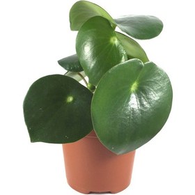 Resim Peperomia Polybotrya (Yağmur Damlası Bitkisi) Ø12 CM Y20-25 CM 