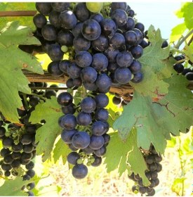 Resim Tüplü Şaraplık Royal Üzüm Fidanı 