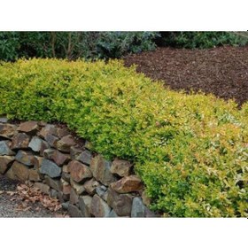 Resim Sarı Abelya Güzellik Çalısı Bitkisi 10 Adet 