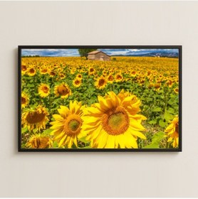 Resim Ayçiçeği Tarlası Manzara Fotoğrafı Pleksi Tablo 