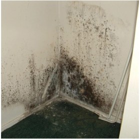 Resim Storemax Hepsifursell Miss Flora Nem Alıcı Yedek 450 gr 6 Adet 