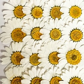 Resim 20 adet Beyaz Çiçekli Çiçek Desenli Çiçekler, Fotoğraf Çerçeve, Telefon Kılıfı, Aromaterapi ve Epoksi Reçine Projeleri için Dekoratif Süslemeler | Canlı Çiçek Desenleri | Basılı Çiçek Etkisi, Çiçek Süslemeleri 