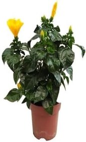 Resim Avantajlı Ürünler 2'li Set Sarı Japon Gülü Kırmızı Gül Telgraf Çiçeği 