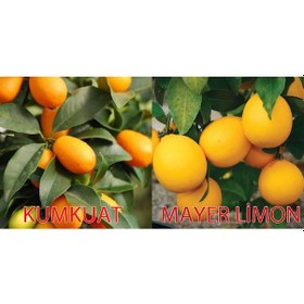 Resim Tüplü Saksılık Mayer Limon Kamkat kumkuat Fidanı 3 Yaş 50-60cm 