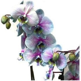 Resim Phalaenopsis Bubble Gum (Turkuaz Orkide) 12 CM 70-80 CM 