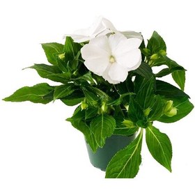 Resim Cam Güzeli Çiçeği -impatiens Walleriana - Beyaz 5 Adet 