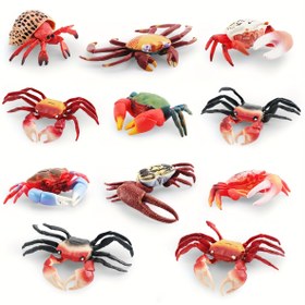 Resim Sınır Ötesi Simülasyon Deniz Yaşamı Kabuklular Modeli Bir İnziva Yengeci Ve Yengeç Süsü 