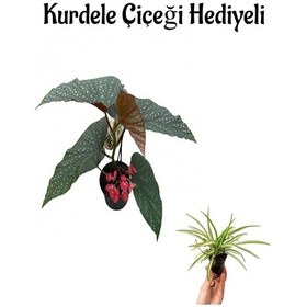 Resim Çiçekli Çilli Begonya Çiçeği Sevgililer Gününe Özel Kurdele Çiçeği 