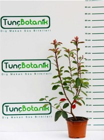 Resim Boylu Alev Ağacı 10 Adet - Kırmızı Çit Bitkisi 