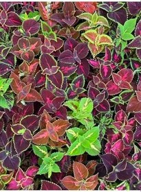 Resim Yaprak Güzeli Kolyos Çiçeği 10 Adet Saksılı (Coleus), GDB140624NA26 