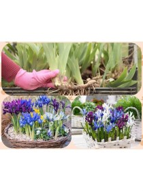 Resim 3 Adet Saksılık Iris Süsen Soğanı Germany Iris 