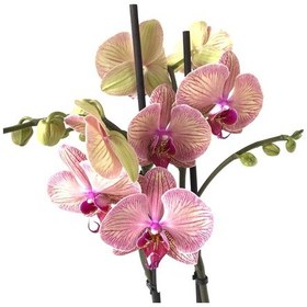Resim Phalaenopsis 'Golden Leopard' (Pembe Orkide) Ø12 CM 70-80 CM 