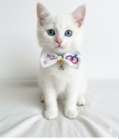 Resim Flypet Karışık Desen Papyon Kedi Tasma & Yavru Köpek Tasma 13cm-24cm Ayarlanabilir Tasma 