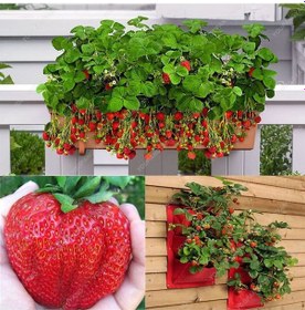 Resim Ada Tarım 40 Adet Sweet Charlie Çilek Fidesi Açık Kök Taze Söküm 