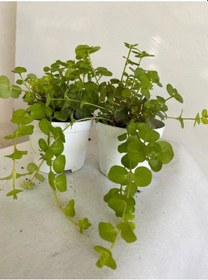 Resim Sarı Kız Atın Kolye Ofis Masa Çiçeği 1 Adet 8,5 Saksıda Hediyelik 