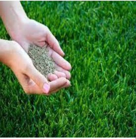 Resim 5kg Çim Tohumu Ithal 3lü Karışım Özel Çim Yeşil Çim Tohumu Sürpriz Hediye Tohumludur 