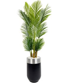 Resim Areka Palmiyesi 160cm Siyah Gümüş Metal Darbuka Saksıda H 