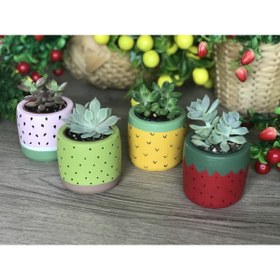 Resim Genel Markalar 4'lü Sukulent Ve Kaktüs Saksı Seti Tutti Frutti Meyveler 