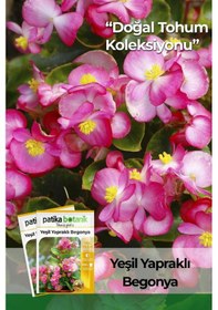 Resim 20 Adet Yeşil Yapraklı Begonya Tohumu 