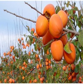 Resim Tüplü Sugar Çikolatalı Hachiya Trabzon Hurması Fidanı 