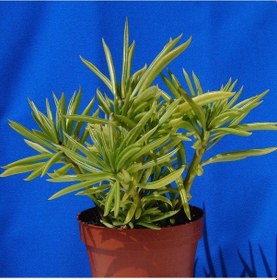 Resim Senekio Barbertonicus Himalaya - 10 Adet Sukulent - Teraryum Bit 