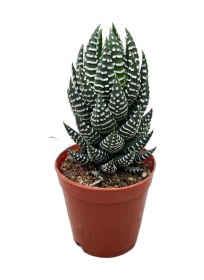 Resim Haworthia Reinwardtii (Sukulent) Ø5,5 CM Y0-10 CM 