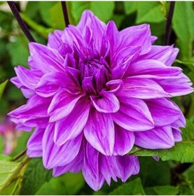 Resim Dev Yıldız Çiçeği Yıldız Soğanı Dahlia Lilac Time Soğanı 1 Adet Boy 120 cm-844451101 
