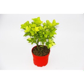 Resim Sarı Kırmızı Gold Taflan Euonymus 10 Adet - 6254 