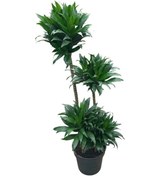 Resim Dracaena Compacta Ø24 Cm Y125-150 Cm 