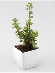 Resim Yeşim (Para) Çiçeği (20-40 Cm) 
