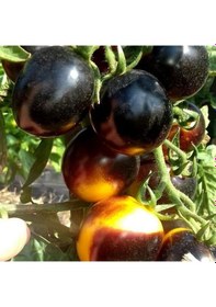 Resim Bosque Bumblebee Cherry Domates Tohumu 15 Tohum 
