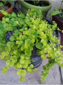 Resim Makrome Saksılı Altın Kolye Çiçeği 1 Adet 30-40cm Lysimachia Nummularia 