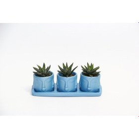 Resim TRİO MAVİ ADLER SUKULENT SETİ - Haworthia Pumila 